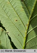 Rubus nemoralis (jeżyna smukłokolcowa)