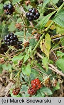 Rubus nemoralis (jeżyna smukłokolcowa)