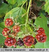 Rubus nemoralis (jeżyna smukłokolcowa)