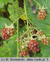 Rubus nemoralis (jeżyna smukłokolcowa)