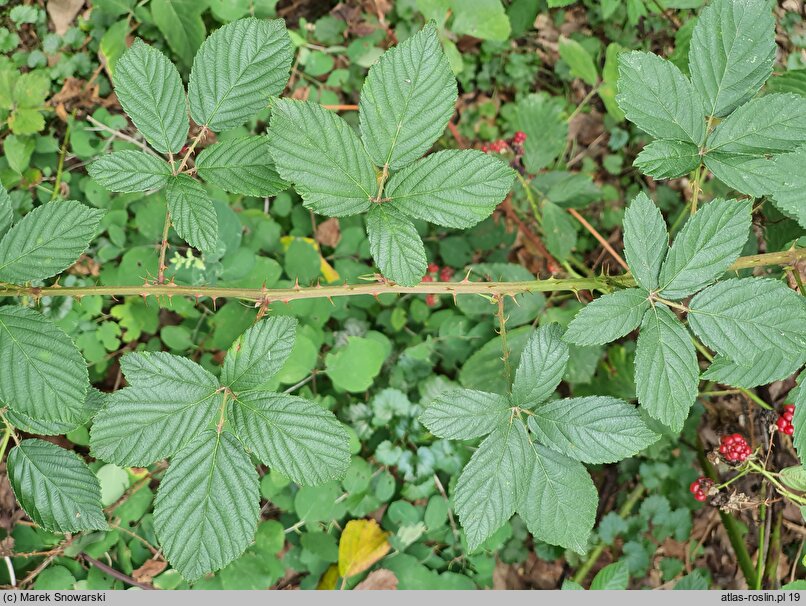 Rubus divaricatus (jeżyna połyskująca)