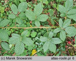 Rubus divaricatus (jeżyna połyskująca)