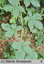 Rubus divaricatus (jeżyna połyskująca)