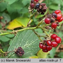 Rubus divaricatus (jeżyna połyskująca)