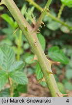 Rubus divaricatus (jeżyna połyskująca)