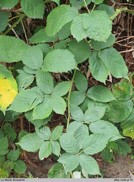 Rubus armeniacus (jeżyna kaukaska)