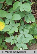 Rubus armeniacus (jeżyna kaukaska)