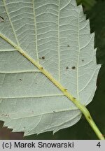 Rubus armeniacus (jeżyna kaukaska)