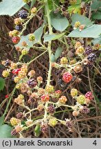 Rubus armeniacus (jeżyna kaukaska)