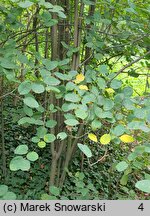 Amelanchier spicata (świdośliwka kłosowa)