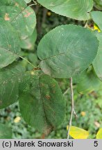 Amelanchier spicata (świdośliwka kłosowa)