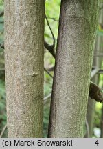 Amelanchier spicata (świdośliwka kłosowa)