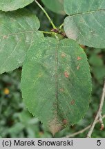 Amelanchier spicata (świdośliwka kłosowa)