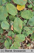 Amelanchier ovalis (świdośliwka jajowata)