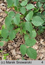 Rubus salisburgensis (jeżyna salzburska)