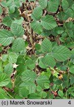 Rubus salisburgensis (jeżyna salzburska)