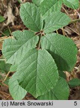 Rubus salisburgensis (jeżyna salzburska)