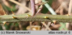 Rubus salisburgensis (jeżyna salzburska)