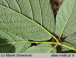 Rubus salisburgensis (jeżyna salzburska)