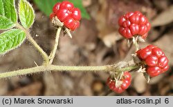 Rubus salisburgensis (jeżyna salzburska)