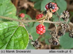 Rubus salisburgensis (jeżyna salzburska)