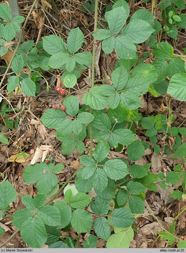 Rubus salisburgensis (jeżyna salzburska)