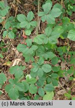 Rubus salisburgensis (jeżyna salzburska)