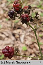 Rubus camptostachys (jeżyna orzęsiona)