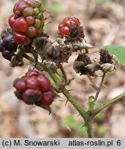 Rubus camptostachys (jeżyna orzęsiona)