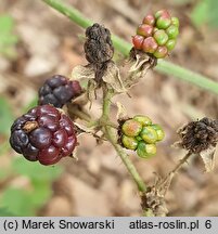 Rubus camptostachys (jeżyna orzęsiona)