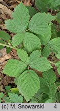 Rubus camptostachys (jeżyna orzęsiona)