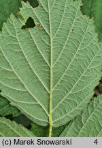 Rubus camptostachys (jeżyna orzęsiona)