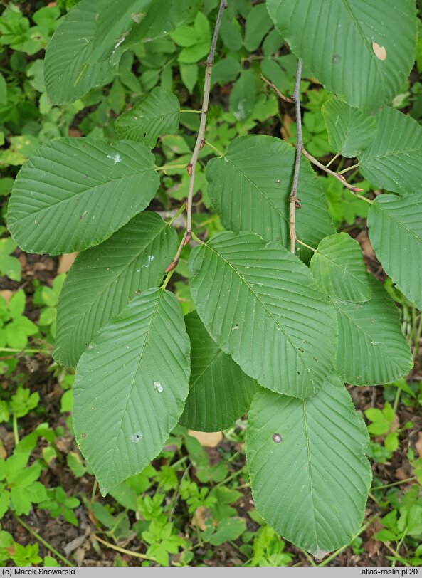 Rhamnus alpinus (szakłak alpejski)