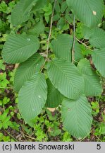 Rhamnus alpinus (szakłak alpejski)