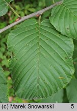 Rhamnus alpinus (szakłak alpejski)