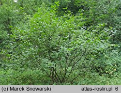 Rhamnus alpinus (szakłak alpejski)