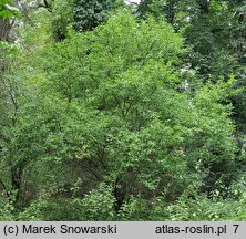 Rhamnus utilis