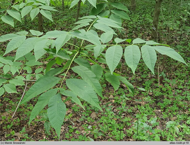 Fraxinus americana (jesion amerykański)