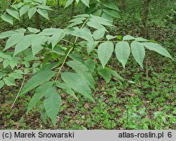 Fraxinus americana (jesion amerykański)