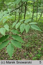 Fraxinus americana (jesion amerykański)