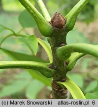 Fraxinus americana (jesion amerykański)