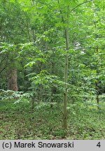 Fraxinus americana (jesion amerykański)