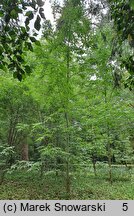 Fraxinus americana (jesion amerykański)