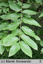 Hemiptelea davidii (hemipteleja Davida)