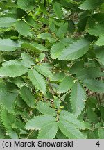 Hemiptelea davidii (hemipteleja Davida)