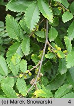 Hemiptelea davidii (hemipteleja Davida)