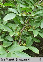 Hemiptelea davidii (hemipteleja Davida)