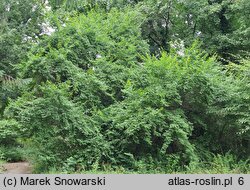 Hemiptelea davidii (hemipteleja Davida)