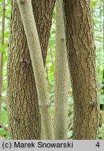 Cornus drummondii (dereń Drummonda)