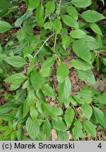 Cornus drummondii (dereń Drummonda)